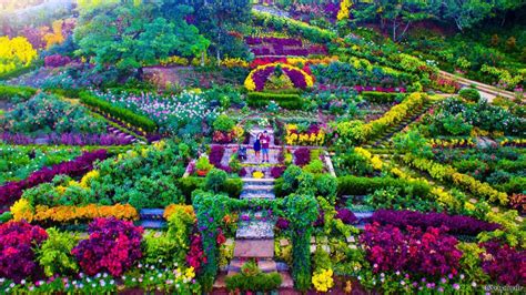buwakan ni alejandra|Buwakan ni Alejandra, Balamban's gorgeous flower garden.